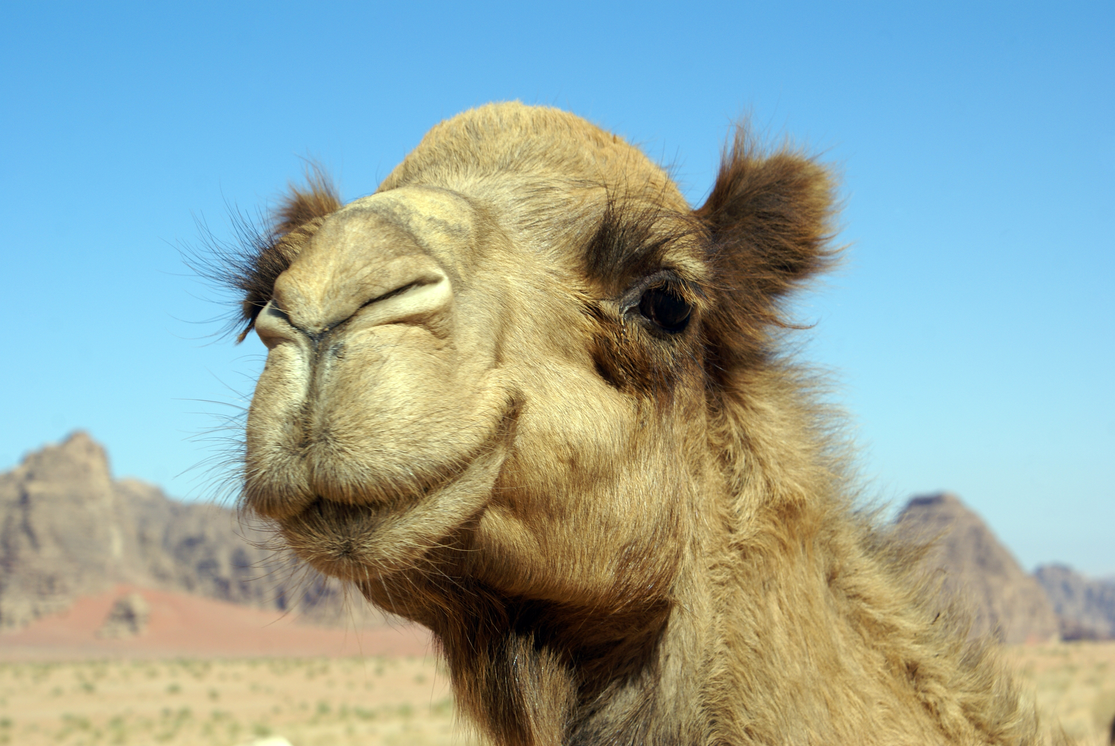摄图网_306988449_约旦WadiRum沙漠的大骆驼（企业商用）.jpg